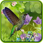 Logo of Hummingbirds live wallpaper android Application 