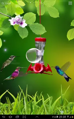 Hummingbirds live wallpaper android App screenshot 0