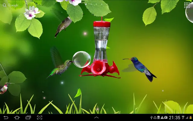 Hummingbirds live wallpaper android App screenshot 1